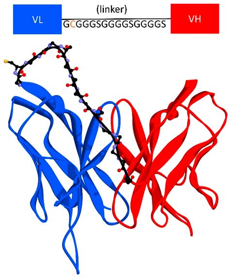 Development of a Single-Chain Variable Fragment of CR3022 for a ...