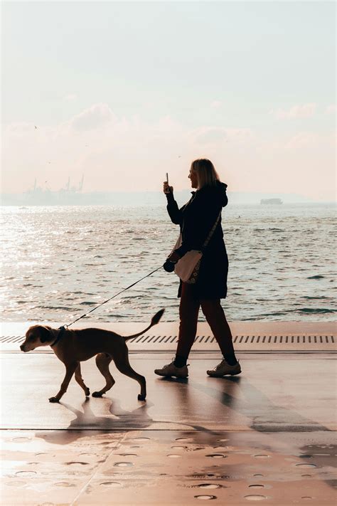 Silhouette Of Women With Dogs And Cats Photos, Download The BEST Free ...