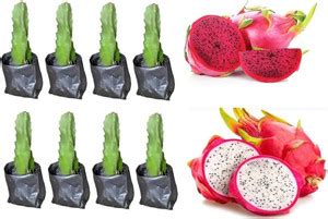 Dragon Fruit Plant Online in India | Flipkart | 05-Jun-25
