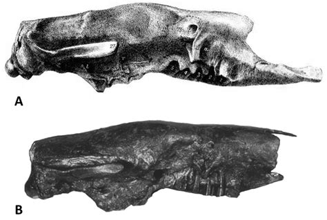 A Tale of Two Continents (and a Few Islands): Ecology and Distribution ...