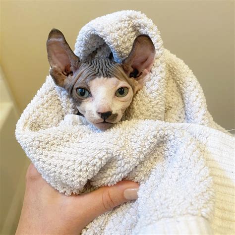 5 out of 6 very angry bath day faces : r/sphynx