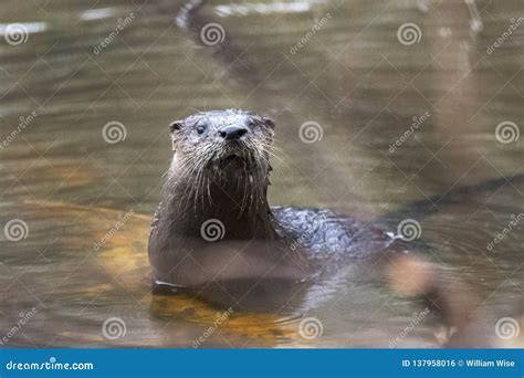 River Otter Swimming in Muddy Georgia Pond, USA Stock Photo - Image of habitat, swamp: 137958016