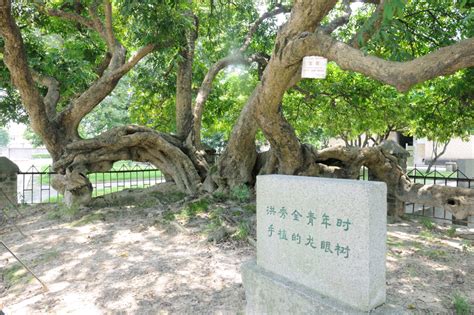 洪秀全手植龙眼树（花都区）