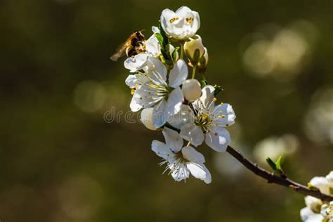 Image result for Springtime View