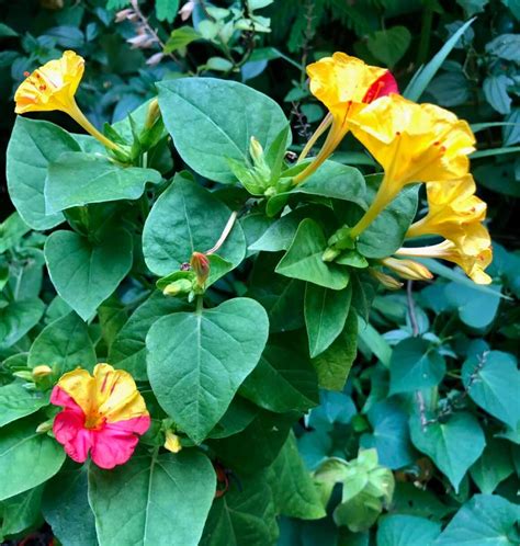 Growing Four O'Clocks [Can You Use The Seeds?]