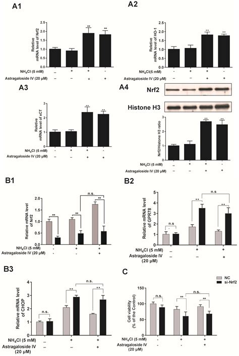 Astragaloside IV Alleviates Ammonia-Induced Apoptosis and Oxidative ...