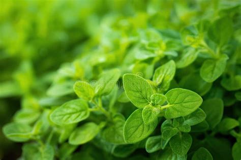 Image result for Java Spring Framework