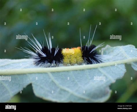 Spotted Tussock Moth (Lophocampa maculata Stock Photo - Alamy