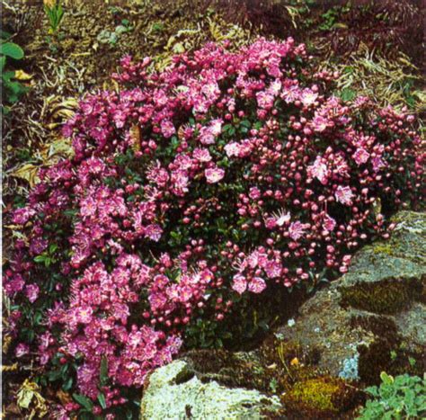 Kalmiopsis Rehder | Plants of the World Online | Kew Science