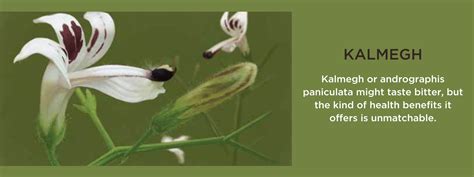 Kalmegh - Health Benefits, Uses and Important Facts - PotsandPans India