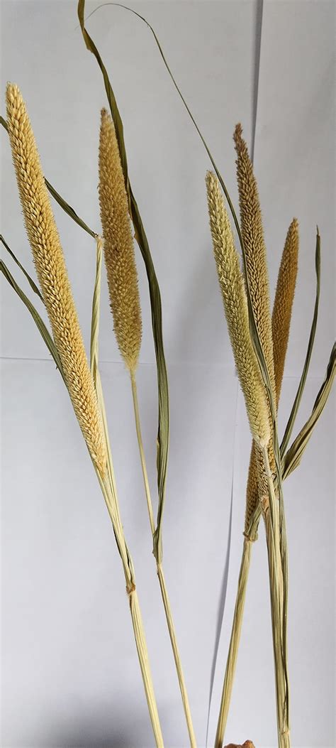 Buy RUKDA® Dried Natural Pearl Millet Flower Sheaves | Decoration Dried ...