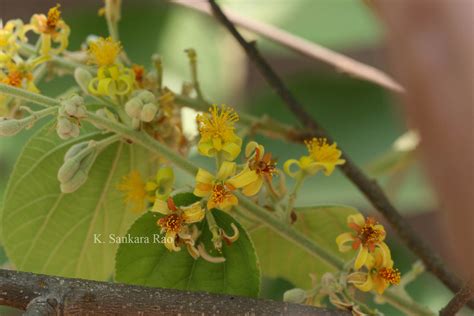 Herbarium JCB