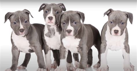 Blue Nose Pitbull Ultimate Guide: Pictures, Characteristics, & Facts