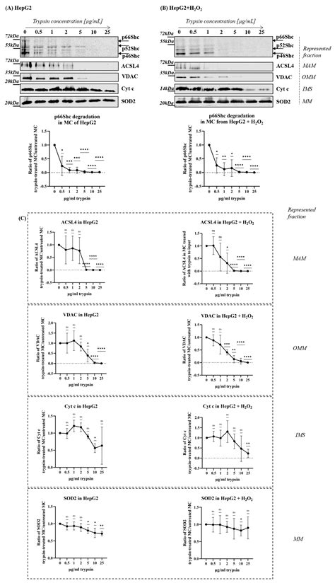 Distribution of the p66Shc Adaptor Protein Among Mitochondrial and ...