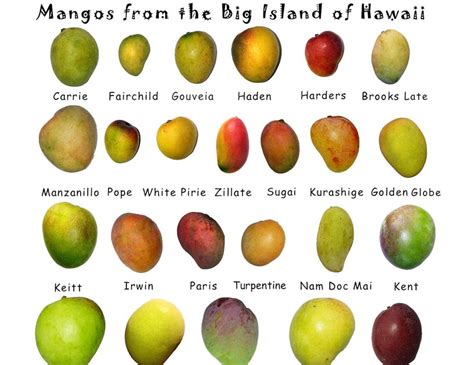 Image result for Mango Production Script Script