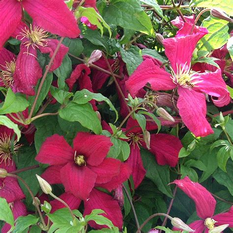 Evergreen Clematis Vines