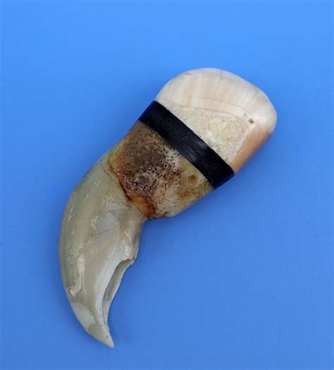 Polar Bear Claw Necklace‏