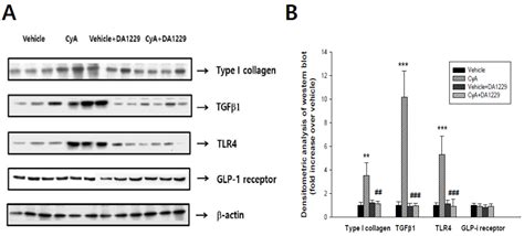 A Novel Dipeptidyl Peptidase-4 Inhibitor DA-1229 Ameliorates ...