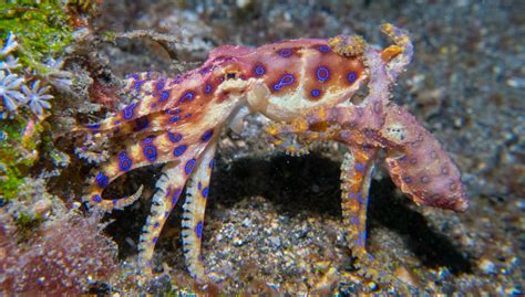 Image result for Blue-Ringed Octopus Facts