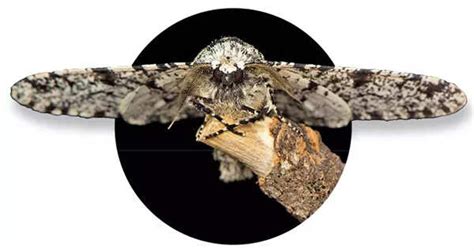 ‘Hybridisation can spread gainful genes between species — this helps ...