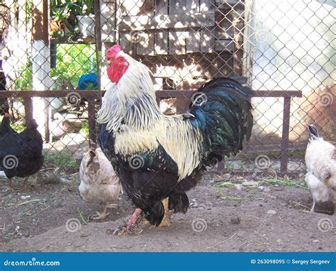 Colored Rooster with Chicken Stock Image - Image of poultry, fowl ...