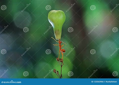 Amazing Ants Carry Green Shoots that are Heavier Than Their Bodies ...