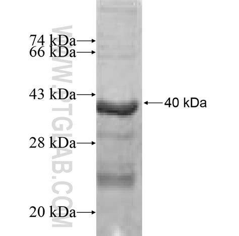 CYP2C9 Fusion Protein Ag9566 | Proteintech