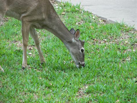 PLANTanswers: Plant Answers > Deer Eating Grass