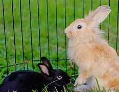 Image result for Dwarf Lionhead Growth Chart