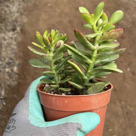 How To Plant Jade Plant In Pot at Jorja Helms blog