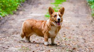 Corgi wallpapers hd, desktop backgrounds, images and pictures