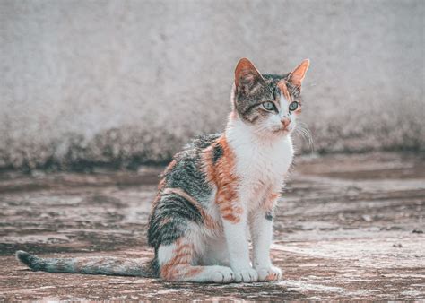 What Is Gargamel's Cat's Name on the Smurfs? [Comprehensive Answer]