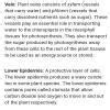 what are the parts in a cross section of a leaf and what are their ...