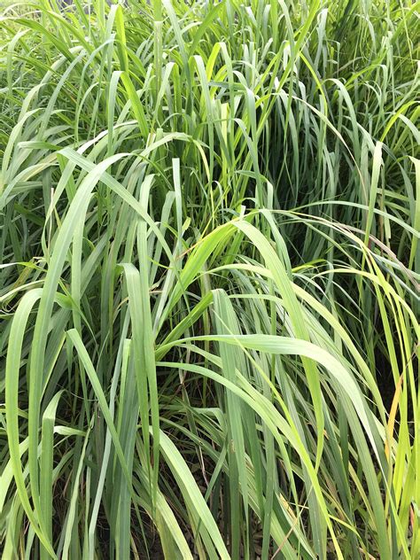Amazon.com : 2 Lemon Grass Live Plants for Outdoor Planting, 10 Inc ...
