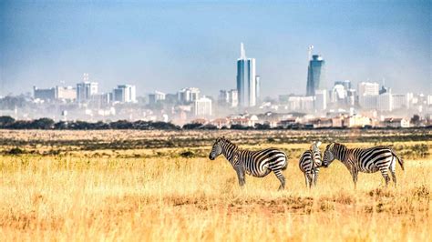 https://cdn.nomadsfix.com/2020/06/01200239/Nairobi-National-Park-Zebras-Skyline-Kenya-1920x1080.jpg