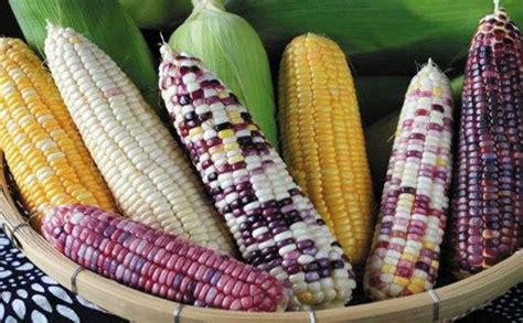 排名第一的玉米品种有哪些 - 运富春