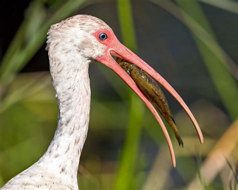 White Ibis