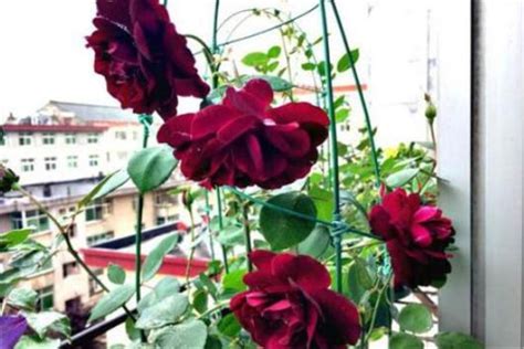 路易十四玫瑰怎么种植 - 花百科
