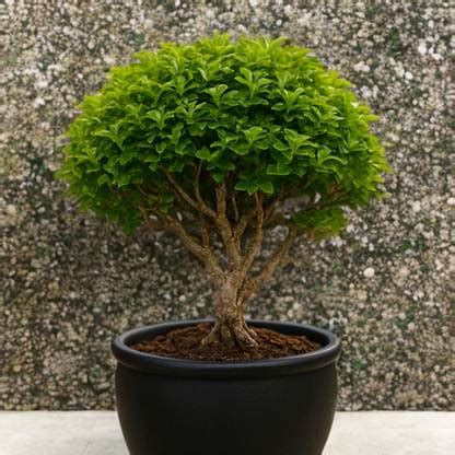 RJPJ Kamini Murraya Paniculata Plant Price in India - Buy RJPJ Kamini ...