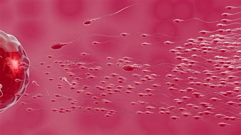 Boosting Male Fertility Naturally: Remedies for improving sperm count – The Positive Company