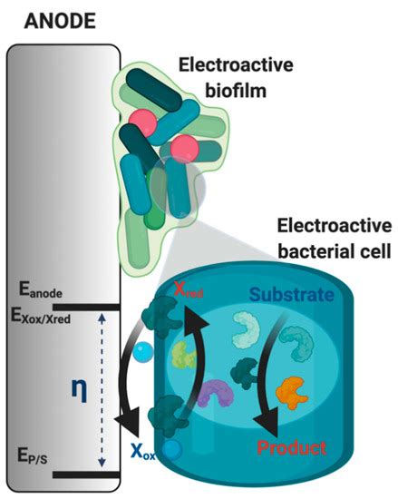 The Use of Electroactive Halophilic Bacteria for Improvements and ...