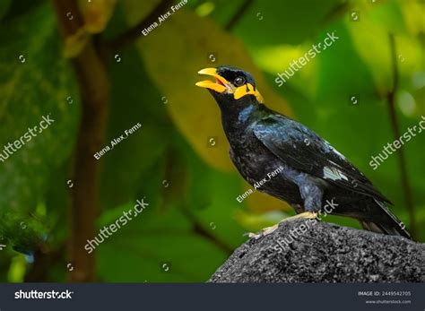 4+ Hundred Myna Bird Talking Royalty-Free Images, Stock Photos ...