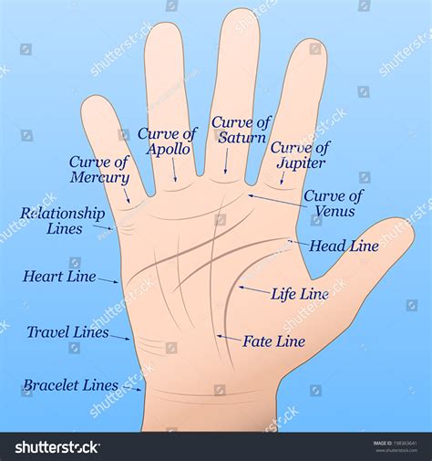 Palmistry Right Hand Lines Their Names Stock Vector (Royalty Free ...