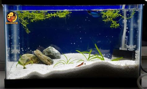 Foodie Puppies Natural Sugar Size (5Kg, White Sand) Gravel for Aquarium ...