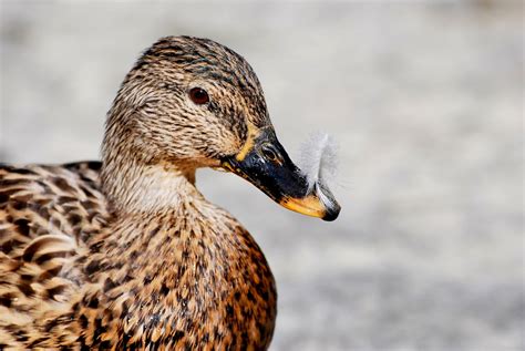 Hen Black Duck Black Duck Chesapeake Bay News