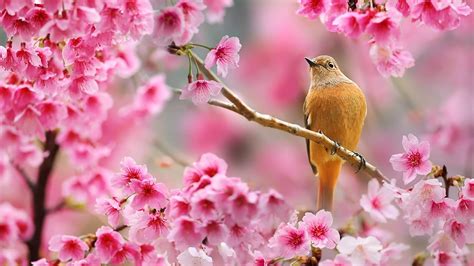 SIGN EVER Cherry Blossom Flower with Bird Posters for Wall Room Home ...