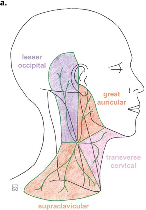 Lesser Occipital Nerve Distribution