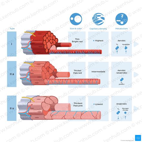 Skeletal muscle fiber types: fast vs slow-twitch | Kenhub
