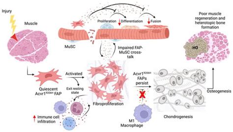 Cellular and Molecular Mechanisms of Heterotopic Ossification in ...
