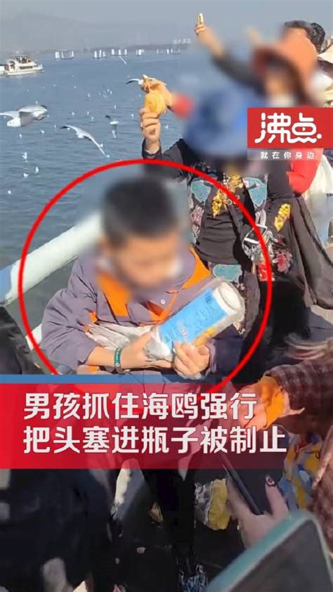 父母帮小男孩抓海鸥强行塞进塑料瓶 被围观游客多次阻止制止才作罢|昆明市_新浪新闻